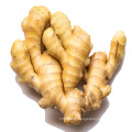 China export natural organic market price fresh ginger